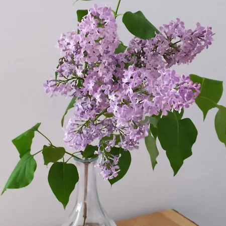 Quarto em Acomodações Particulares Gaestehaus Hoelting Lubberstedt